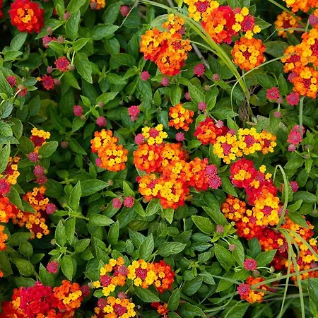 Отель Park Porto Istana 4*